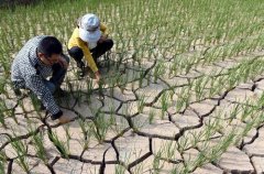 四川启动Ⅳ级抗旱应急响应