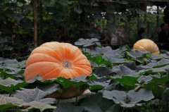 广西“菜博会”4年展示蔬菜品种4564个次