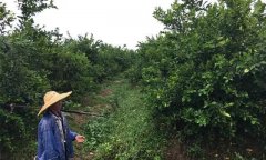 眉山彭山：干群齐心 打好抗旱“保果战”
