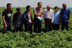 湖南桑植：订单扶贫 “收完卖尽”