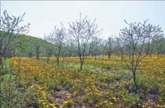 黑龙江省穆棱市全力打造中国名优关药之乡