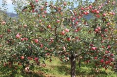 苹果树形要分“龄”改造