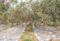 苹果膨大期如何控制水分