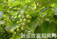 山河一脉中药香