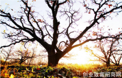 天干与地支的来源