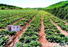 内蒙古奈曼旗蒙帮助村民种植中药材致富