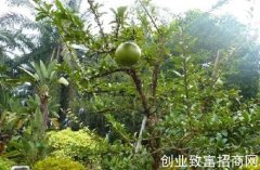 地球上的炸弹树