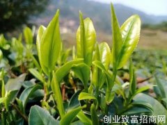 河南桐柏县引进优质茶叶品种