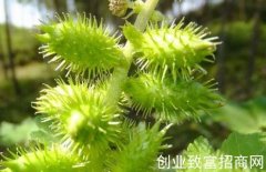 常用有毒中药临床研究——苍耳子