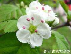 阿尔泰瑞香