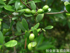 阿利藤