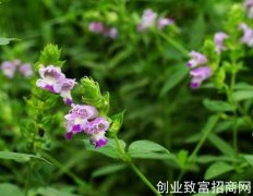 石荠苎