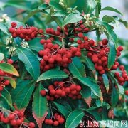 矮茎朱砂根
