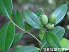 矮脚南