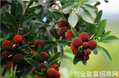矮杨梅果