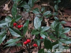 矮地茶