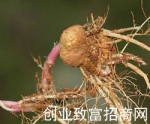矮人陀