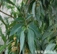 桉叶
