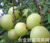 庵摩勒