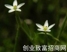 埃蕾