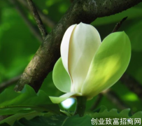 凹朴皮