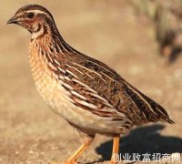 鹌鹑