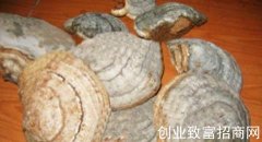阿里红