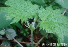 艾麻草