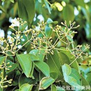 桉油