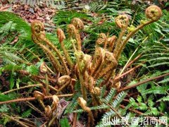 暗鳞鳞毛蕨