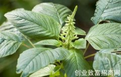 凹头苋