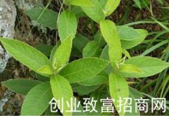 艾纳香根