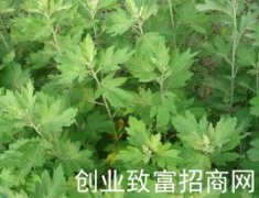 艾实