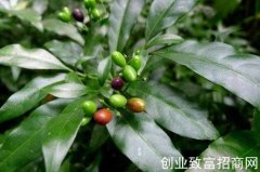 矮陀陀