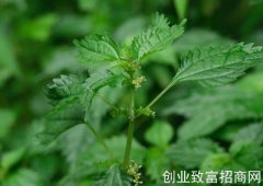 矮茎冷水花