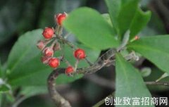 矮脚罗伞