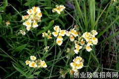 矮柳穿鱼