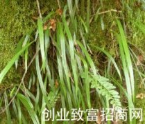 矮叶书带蕨