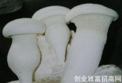 阿魏侧耳