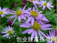 阿尔泰紫菀