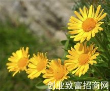 阿尔太多榔菊