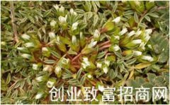 矮脚龙胆