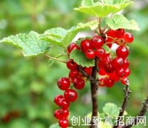矮醋栗