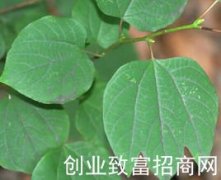 矮脚枫叶