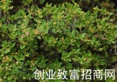 矮子常山