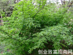 矮卫矛