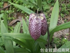 暗紫贝母