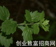 庵闾