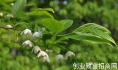 安息香