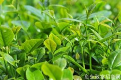 中国茶文化——制茶历史